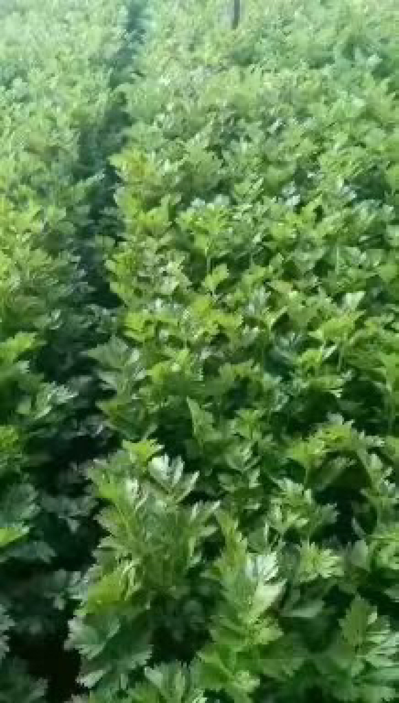 精品西芹