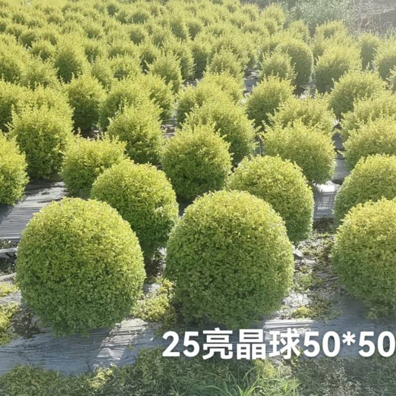25袋亮晶球规格40-50规格，数量有4000个左右