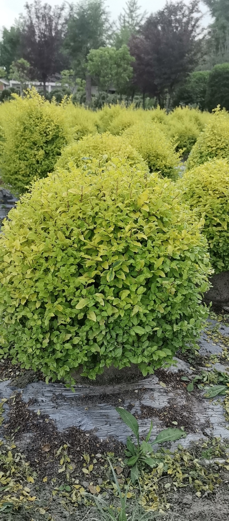 25袋亮晶球规格40-50规格，数量有4000个左右
