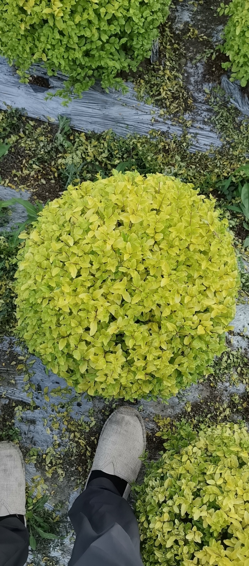 25袋亮晶球规格40-50规格，数量有4000个左右