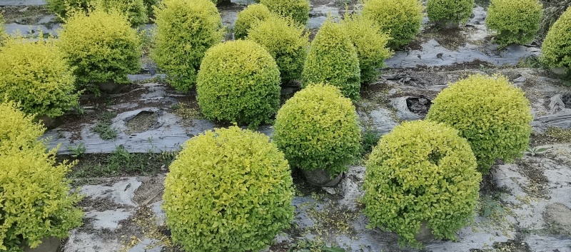 25袋亮晶球规格40-50规格，数量有4000个左右