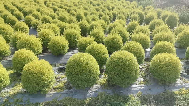 25袋亮晶球规格40-50规格，数量有4000个左右
