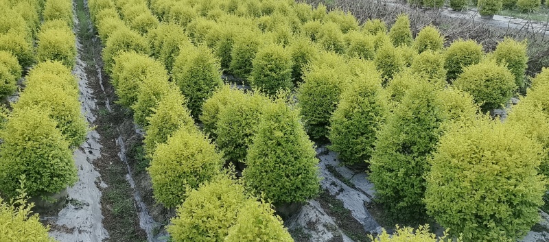 25袋亮晶球规格40-50规格，数量有4000个左右