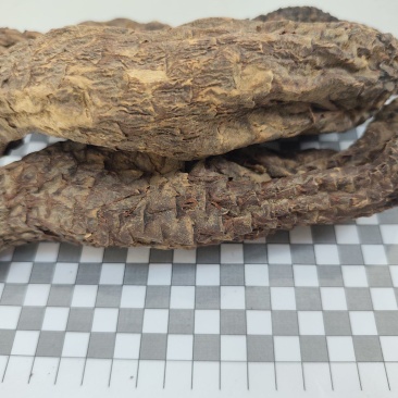 新疆沙漠管花肉苁蓉