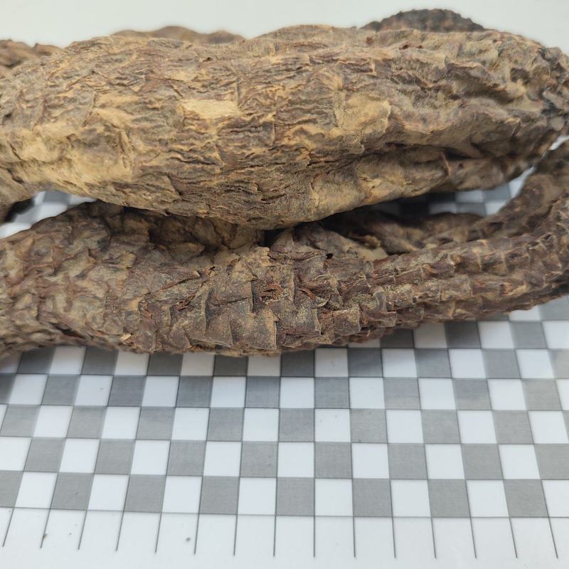 新疆沙漠管花肉苁蓉