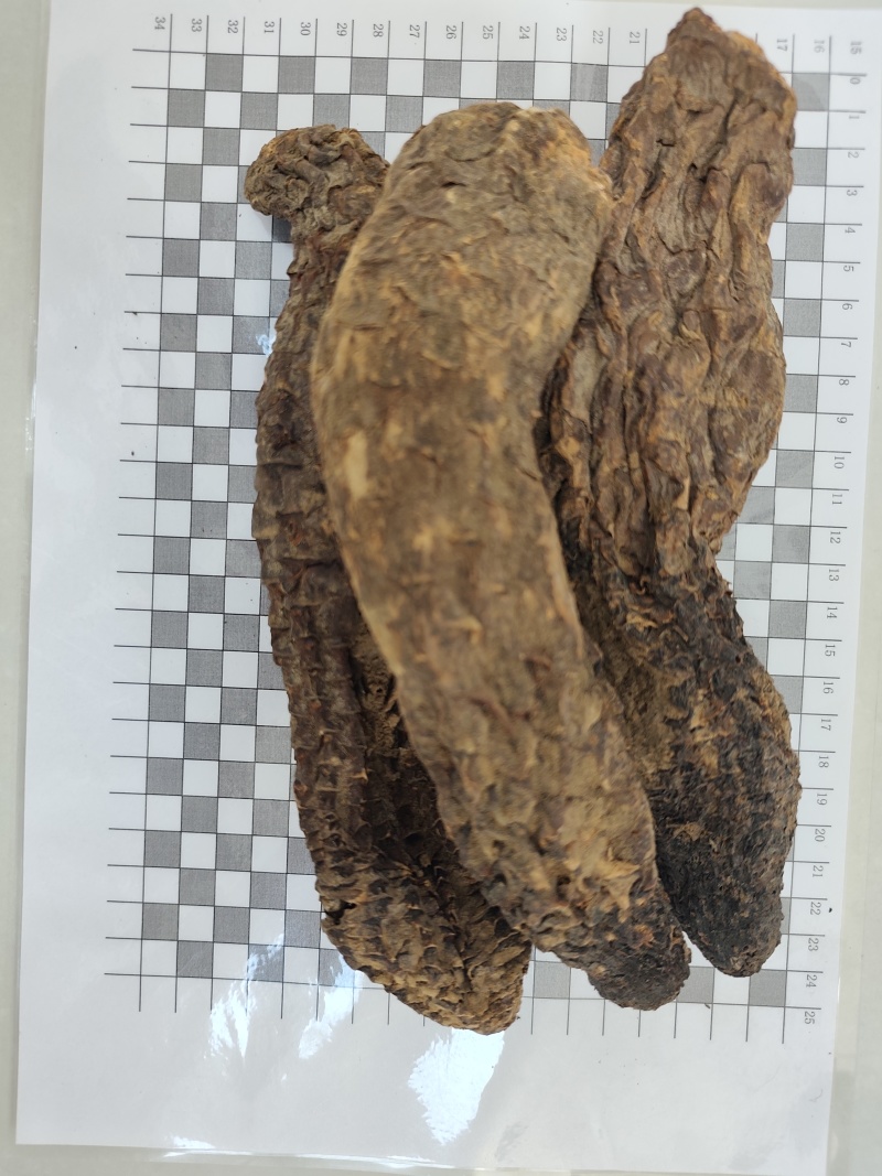 新疆沙漠管花肉苁蓉