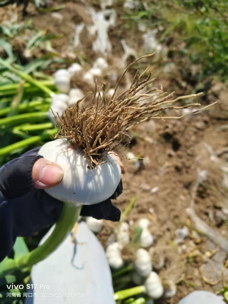 新蒜大蒜蒜头，大量上市，量大从优产地一手货源价格优惠