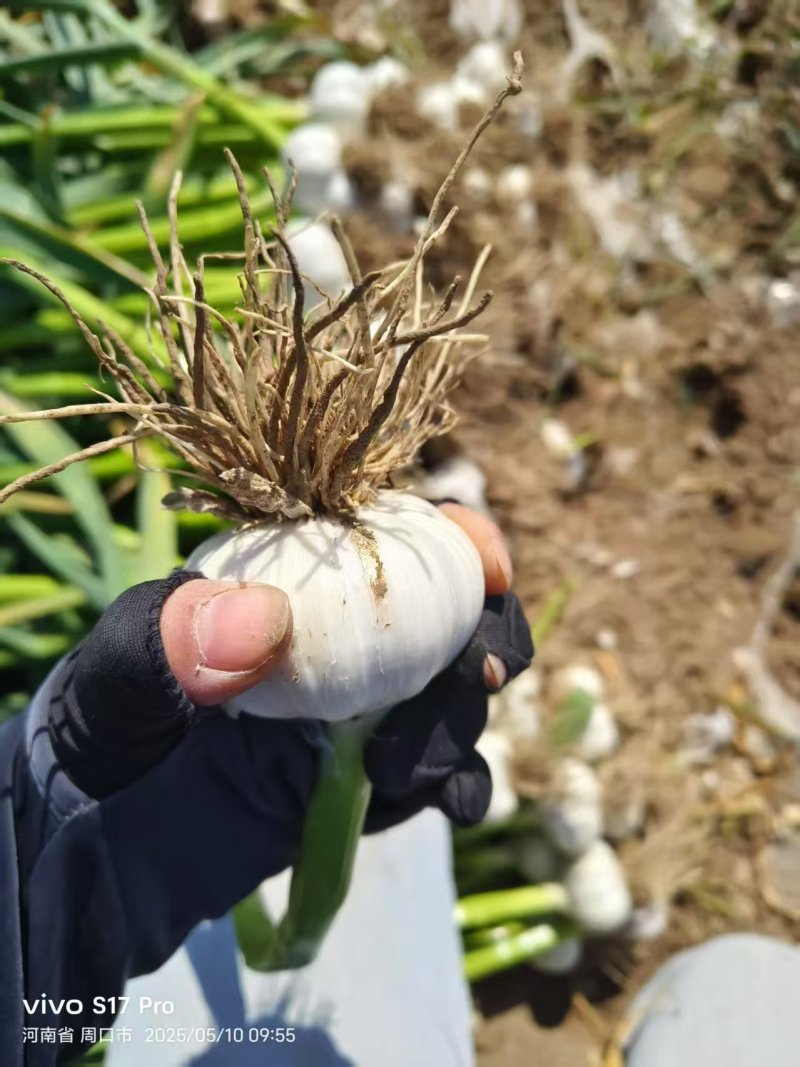 新蒜大蒜蒜头，大量上市，量大从优产地一手货源价格优惠
