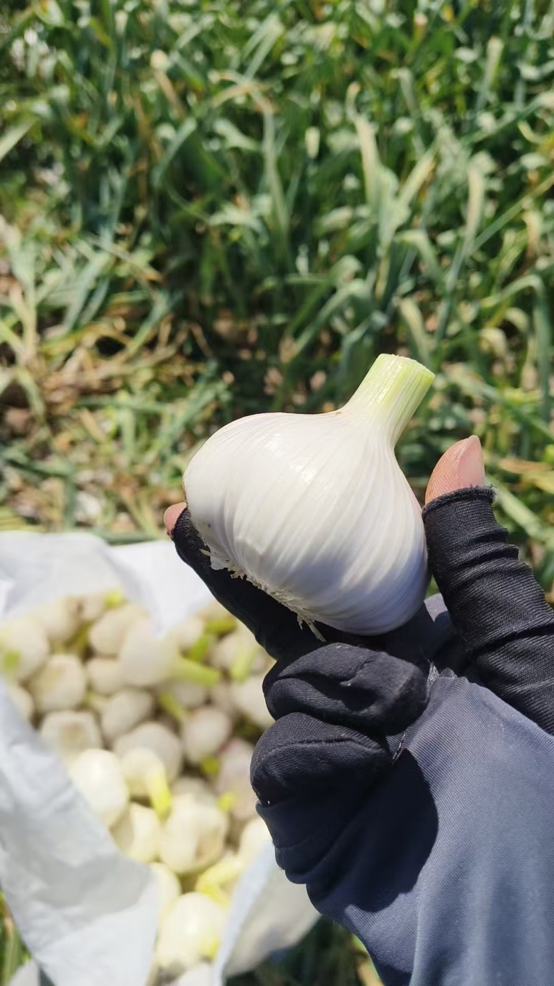 新蒜大蒜蒜头，大量上市，量大从优产地一手货源价格优惠