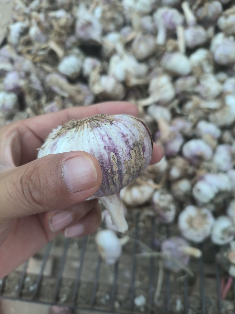 新蒜大蒜蒜头，大量上市，量大从优产地一手货源价格优惠