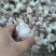 新蒜大蒜蒜头，大量上市，量大从优产地一手货源价格优惠