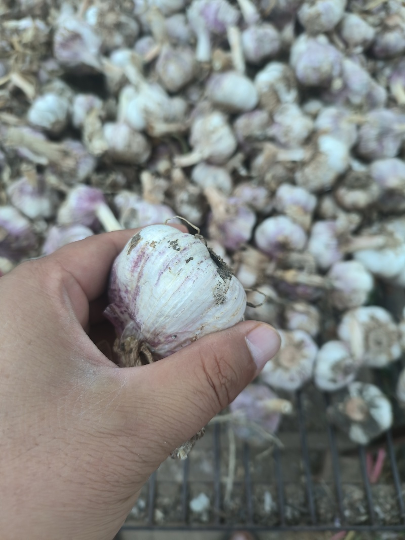 新蒜大蒜蒜头，大量上市，量大从优产地一手货源价格优惠