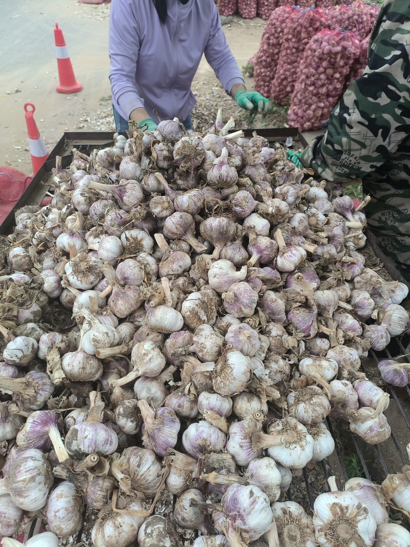新蒜大蒜蒜头，大量上市，量大从优产地一手货源价格优惠