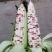 花糯玉米【热卖推荐】大量现货供应，对接电商市场批发商