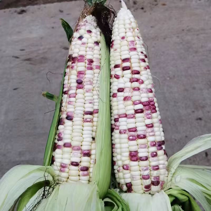 花糯玉米【热卖推荐】大量现货供应，对接电商市场批发商