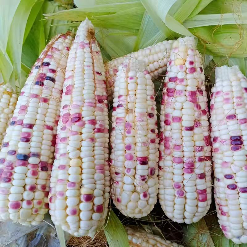 花糯玉米【热卖推荐】大量现货供应，对接电商市场批发商