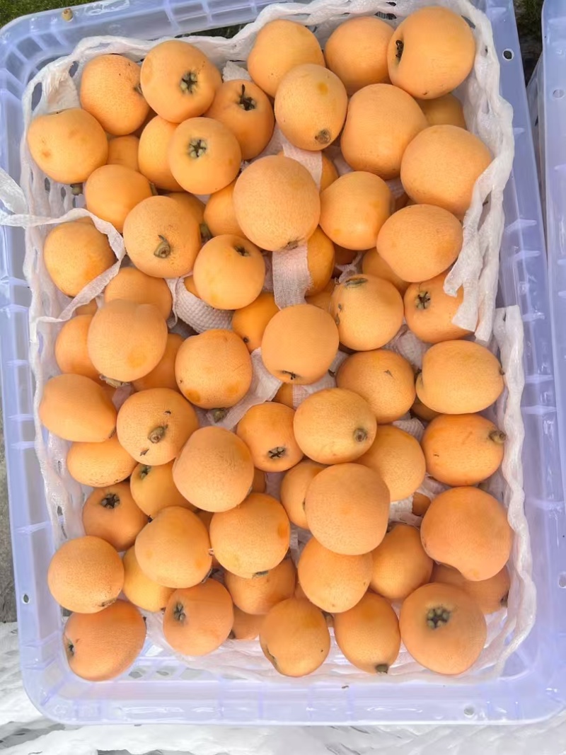 大五星枇杷