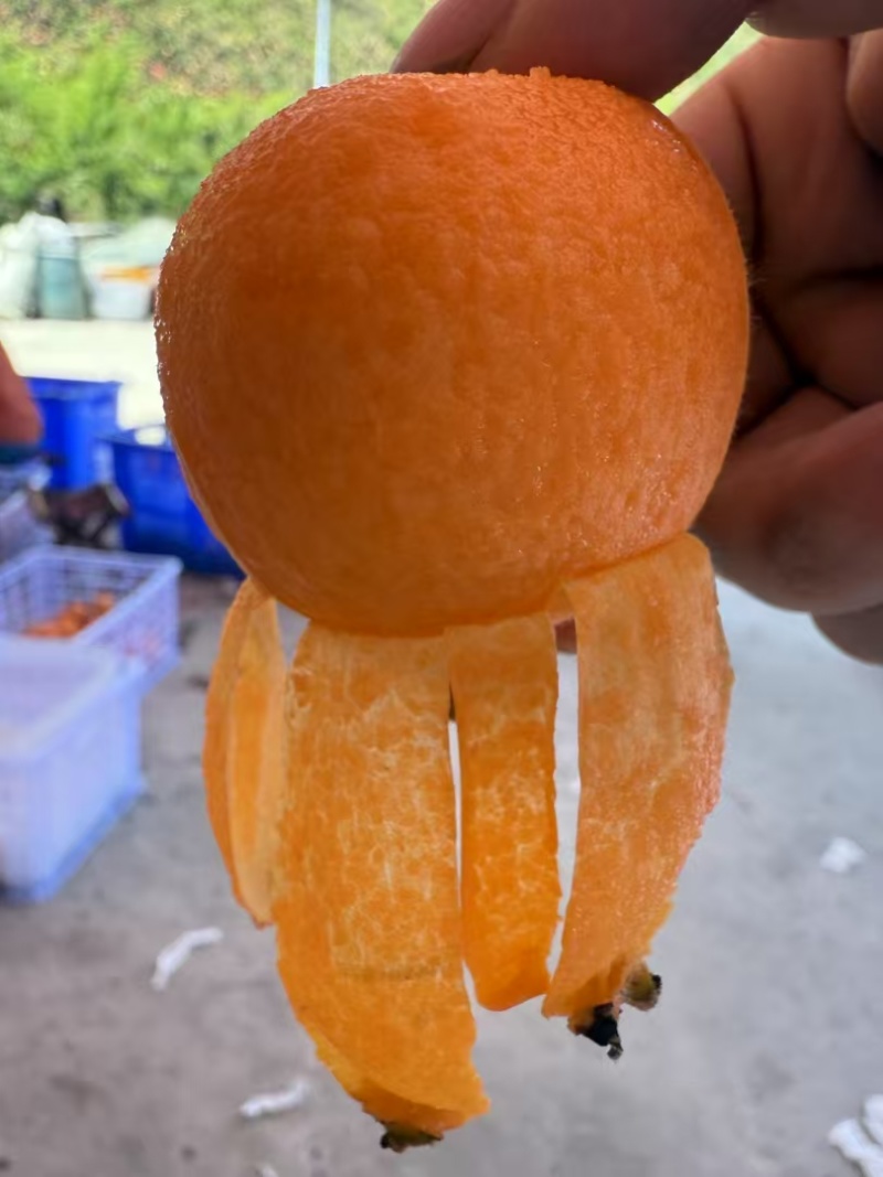 大五星枇杷