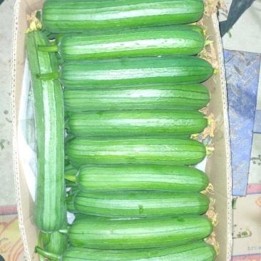 江苏油皮短丝瓜凌晨俩点钟的丝瓜比农户脸上的油都锃亮