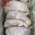 《精品》猪肚大量有货品质优可一件代发对接电商