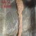 《精品》特级肠头大量有货品质优可视频看货