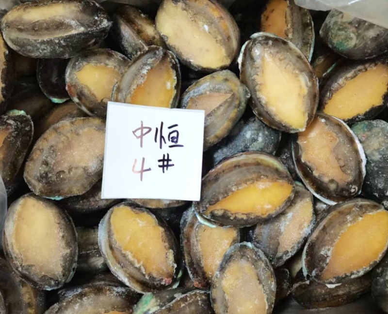 活冻鲍鱼新鲜速冻4头大鲍鱼原产地厂家海鲜冻品批发