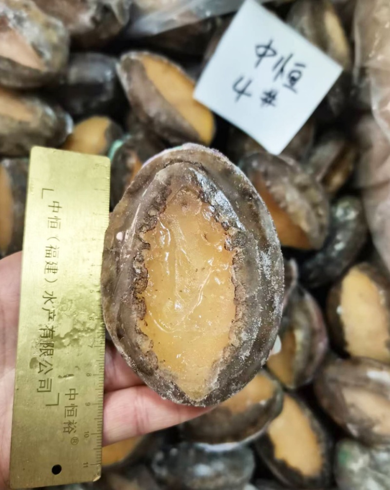 活冻鲍鱼新鲜速冻4头大鲍鱼原产地厂家海鲜冻品批发