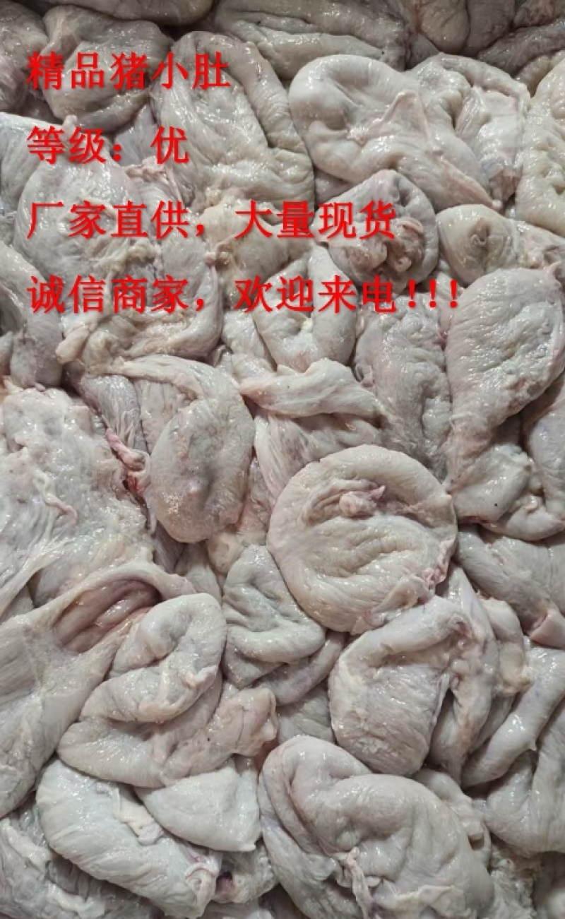《精品》猪小肚新鲜无注水品质优可视频看货