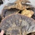野生无柄赤灵芝红灵芝大小中规格大量供货稳定供货源