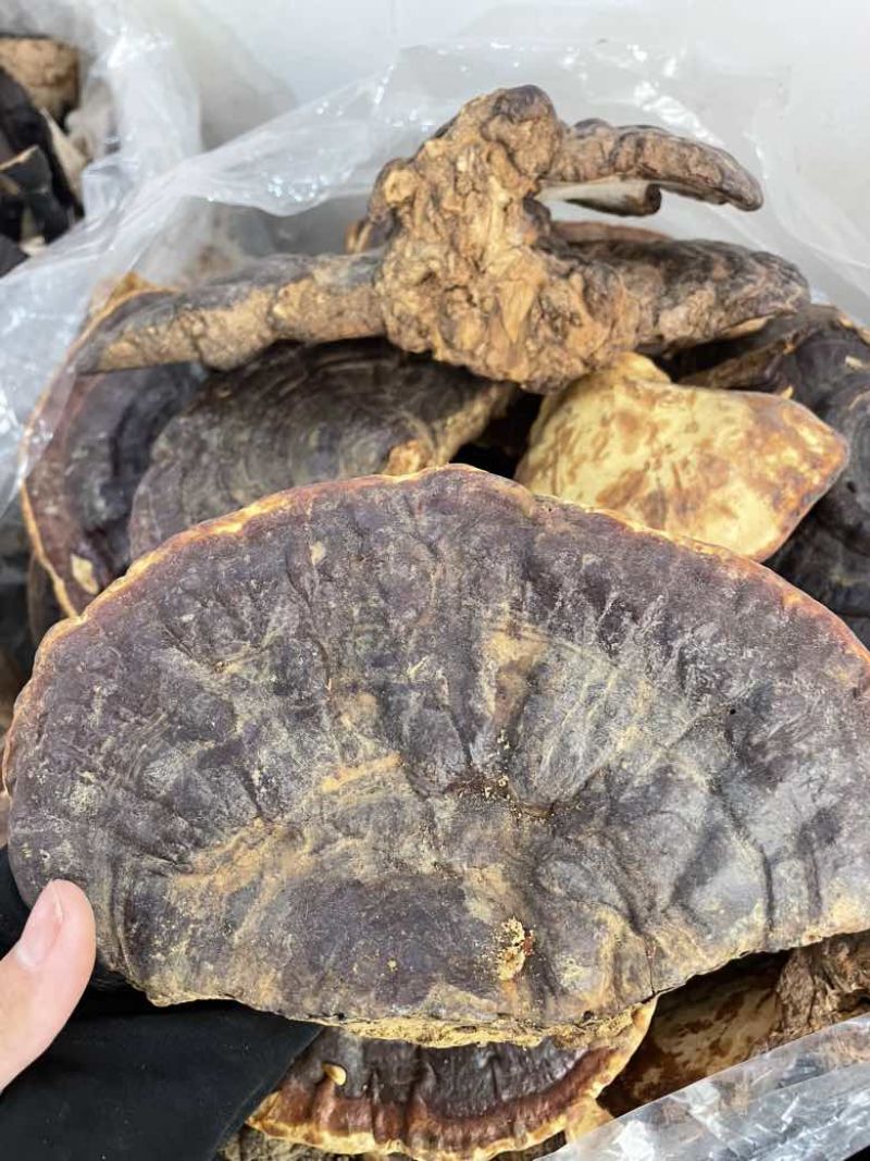 野生无柄赤灵芝红灵芝大小中规格大量供货稳定供货源