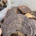 野生无柄赤灵芝红灵芝大小中规格大量供货稳定供货源