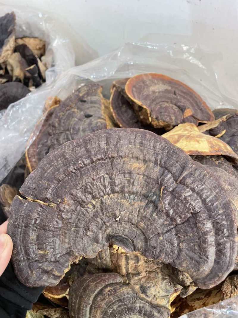 野生无柄赤灵芝红灵芝大小中规格大量供货稳定供货源
