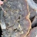 野生无柄赤灵芝红灵芝大小中规格大量供货稳定供货源