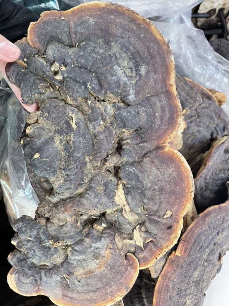 野生无柄赤灵芝红灵芝大小中规格大量供货稳定供货源