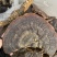 野生无柄赤灵芝红灵芝大小中规格大量供货稳定供货源