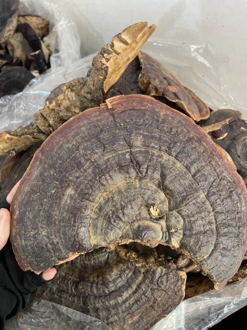 野生无柄赤灵芝红灵芝大小中规格大量供货稳定供货源