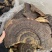 野生无柄赤灵芝红灵芝大小中规格大量供货稳定供货源