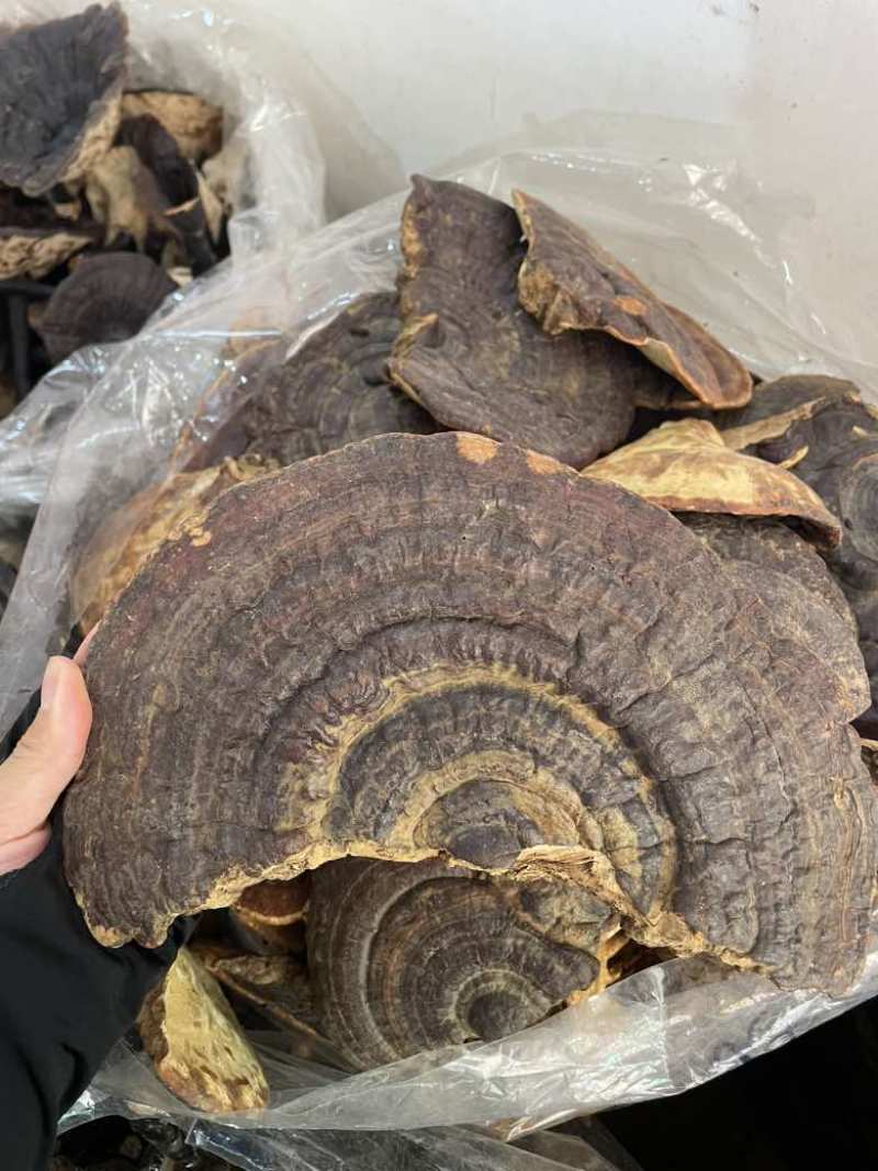 野生无柄赤灵芝红灵芝大小中规格大量供货稳定供货源