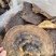 野生无柄赤灵芝红灵芝大小中规格大量供货稳定供货源
