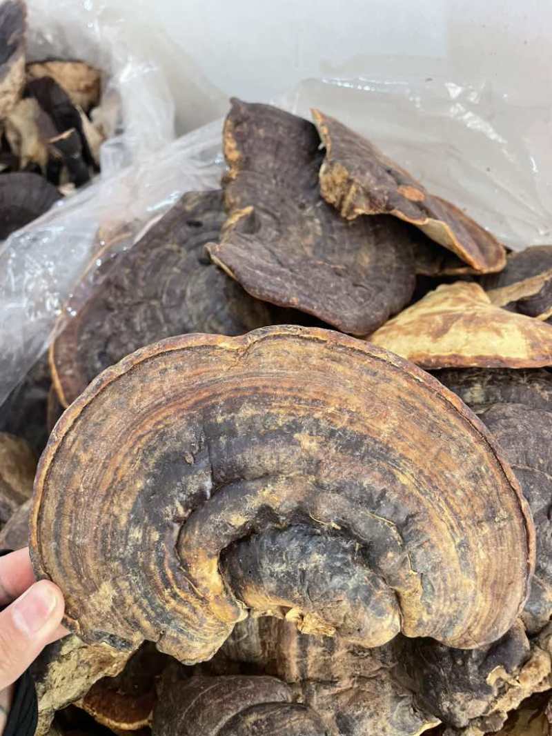 野生无柄赤灵芝红灵芝大小中规格大量供货稳定供货源