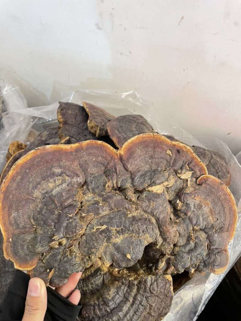 野生无柄赤灵芝红灵芝大小中规格大量供货稳定供货源