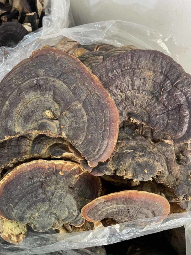 野生无柄赤灵芝红灵芝大小中规格大量供货稳定供货源