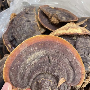 野生无柄赤灵芝红灵芝大小中规格大量供货稳定供货源