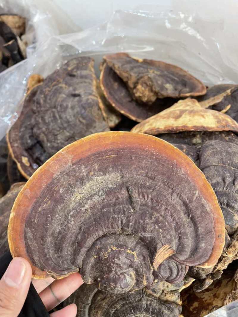 野生无柄赤灵芝红灵芝大小中规格大量供货稳定供货源