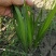 水菖蒲