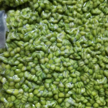 青麦仁