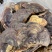 野生无柄赤灵芝红灵芝大小中规格大量供货稳定供货源