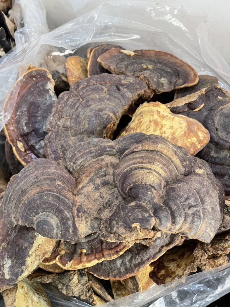 野生无柄赤灵芝红灵芝大小中规格大量供货稳定供货源