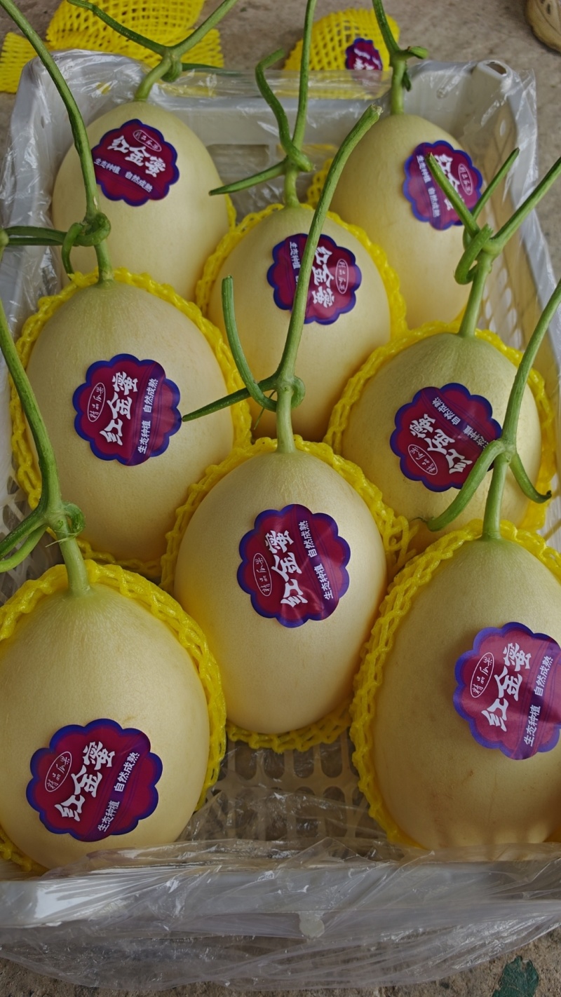 红金蜜东方蜜甜瓜滑县甜瓜，果肉细腻，代发全国