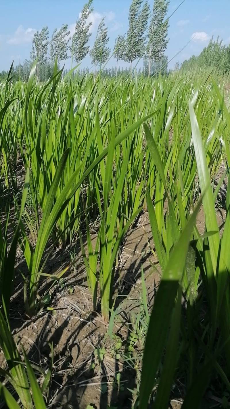 水菖蒲